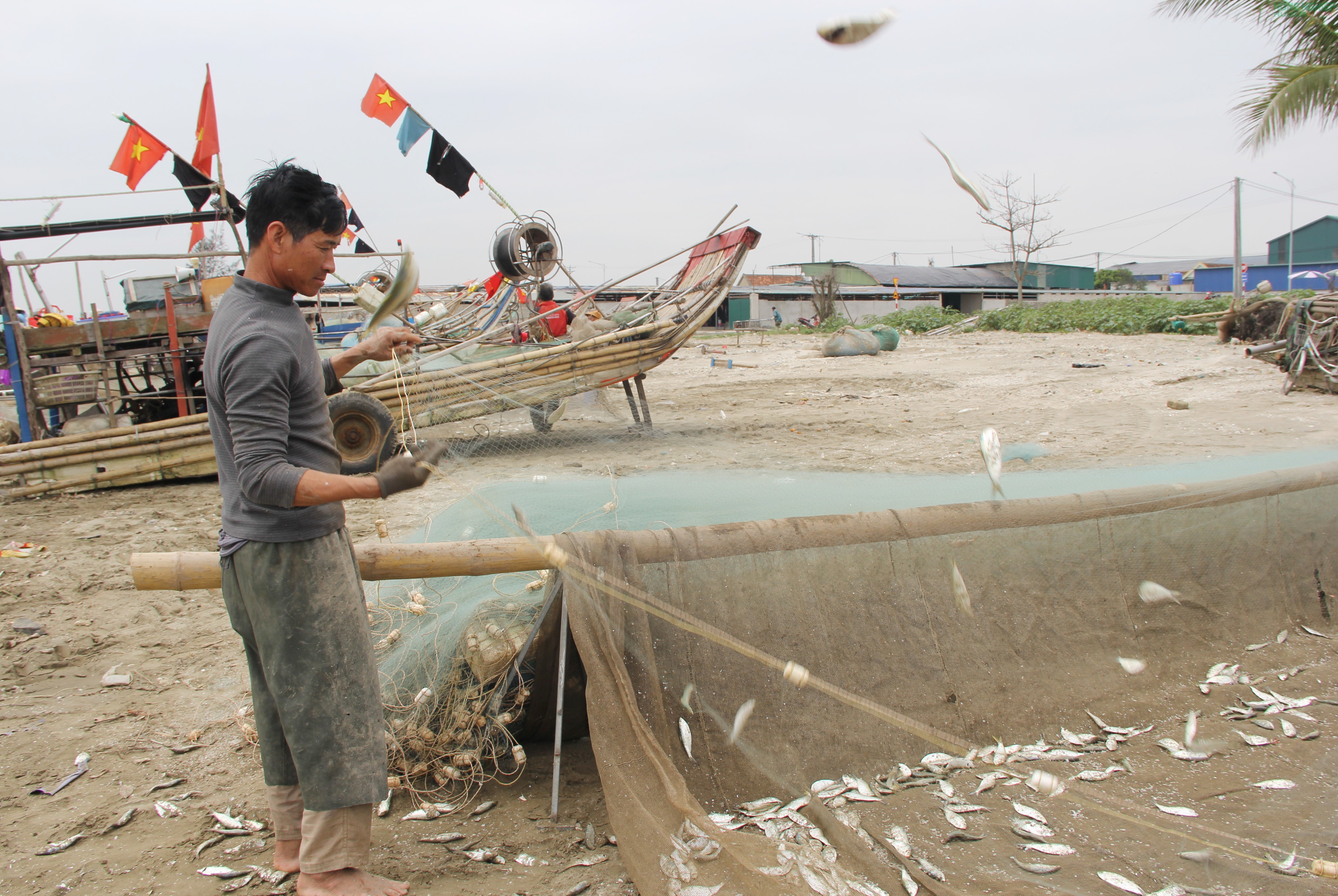 Mỏi tay gỡ cá trích, ngư dân Nghệ An kiếm tiền triệu sau mỗi chuyến biển Mỏi tay gỡ cá trích, ngư dân Nghệ An kiếm tiền triệu sau mỗi chuyến biển