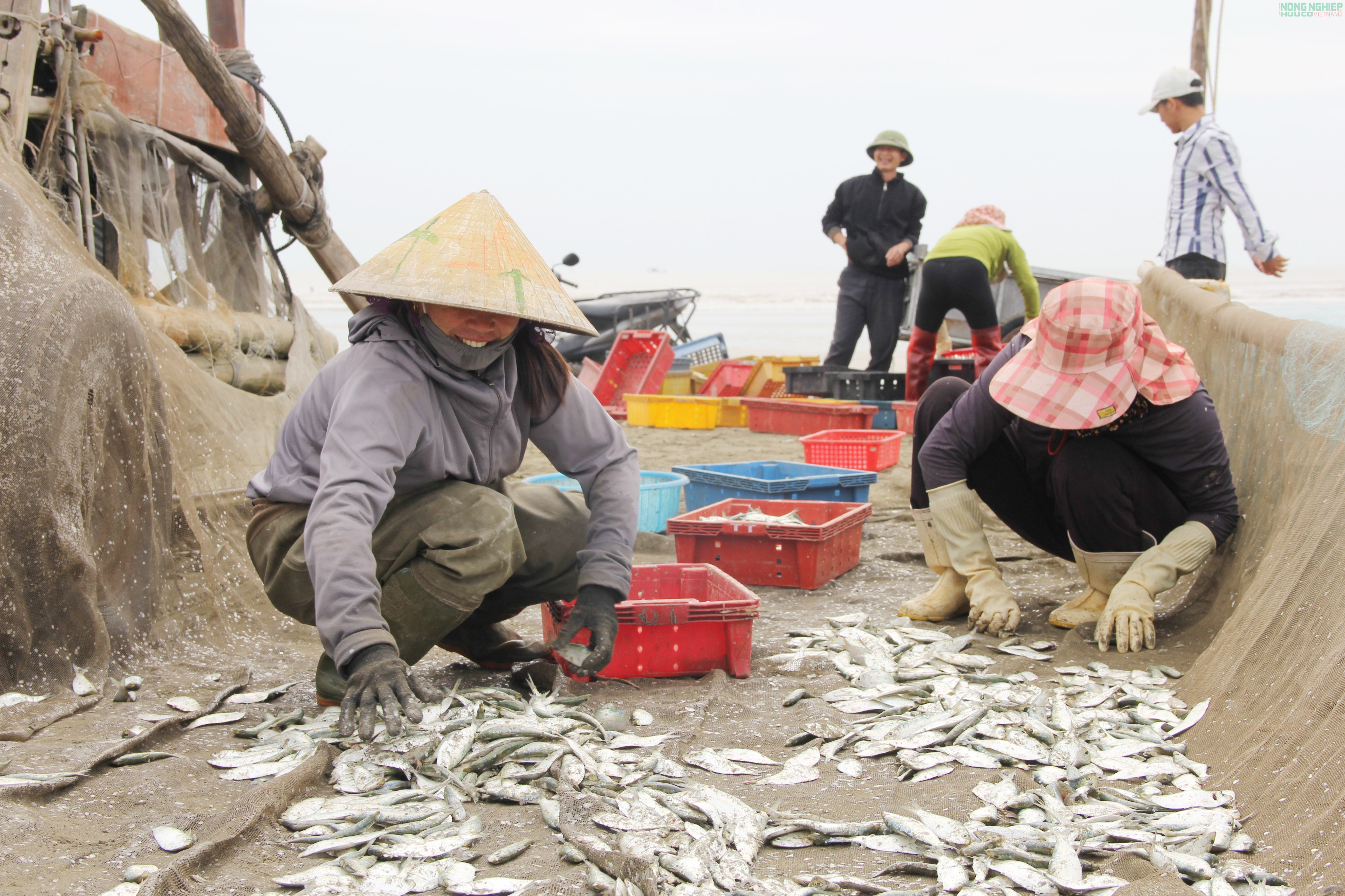 Mỏi tay gỡ cá trích, ngư dân Nghệ An kiếm tiền triệu sau mỗi chuyến biển Mỏi tay gỡ cá trích, ngư dân Nghệ An kiếm tiền triệu sau mỗi chuyến biển