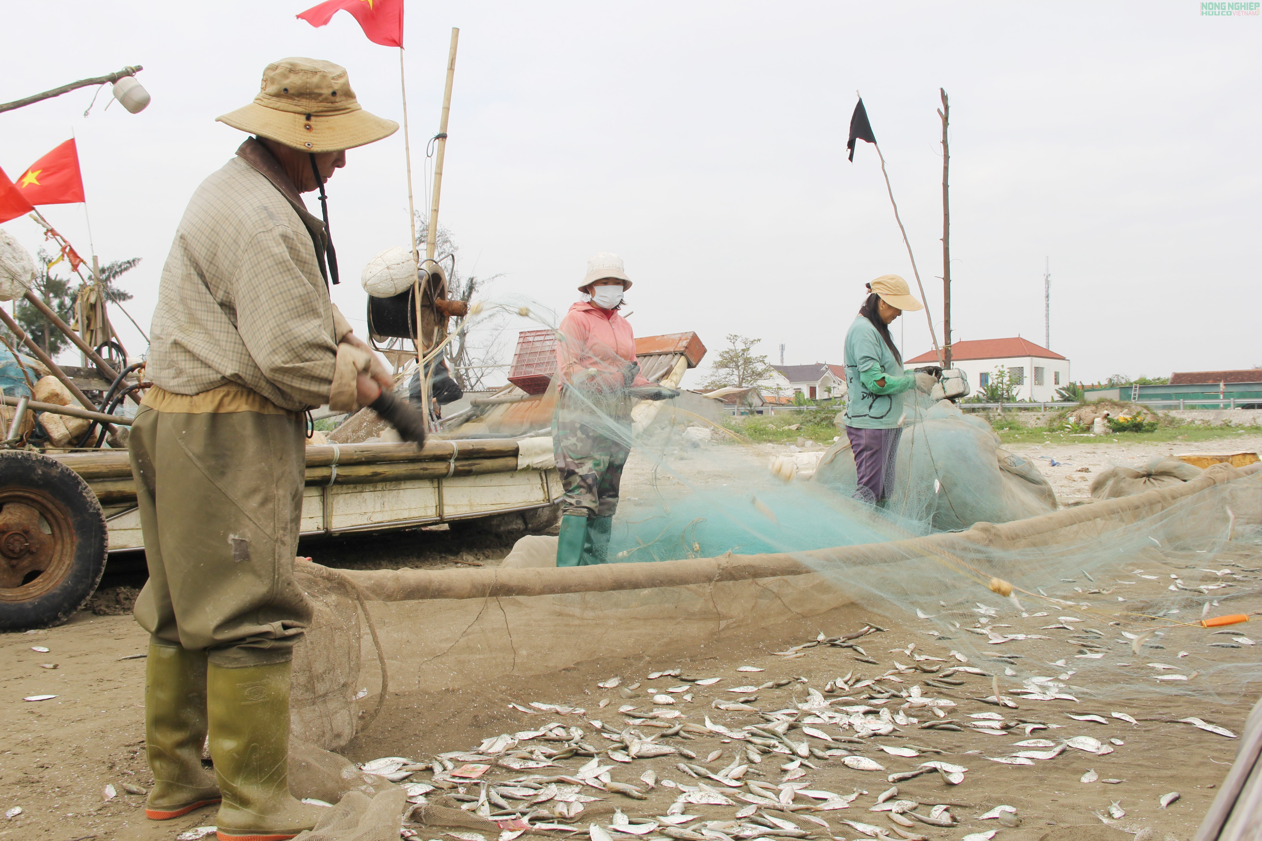 Mỏi tay gỡ cá trích, ngư dân Nghệ An kiếm tiền triệu sau mỗi chuyến biển Mỏi tay gỡ cá trích, ngư dân Nghệ An kiếm tiền triệu sau mỗi chuyến biển