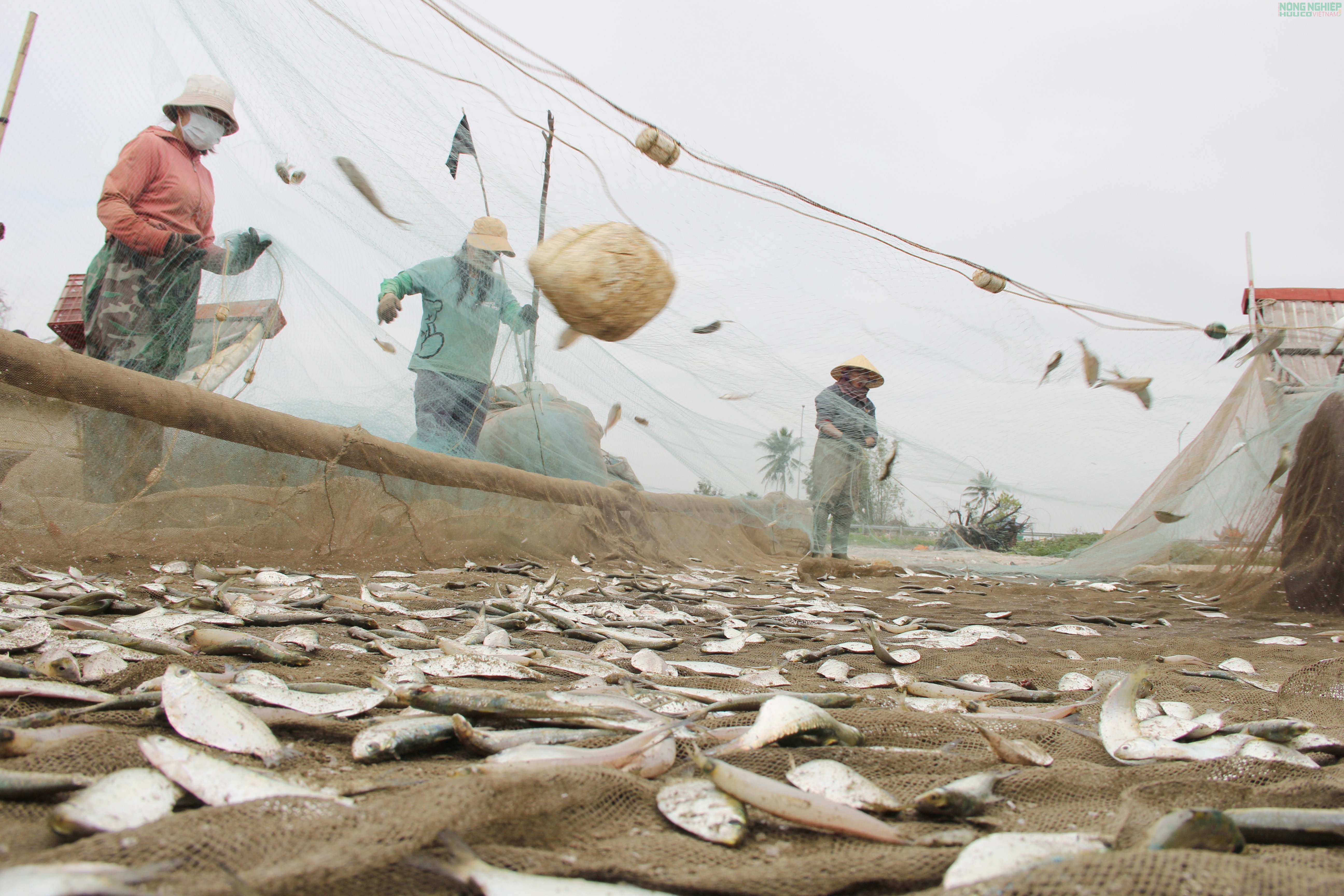 Mỏi tay gỡ cá trích, ngư dân Nghệ An kiếm tiền triệu sau mỗi chuyến biển Mỏi tay gỡ cá trích, ngư dân Nghệ An kiếm tiền triệu sau mỗi chuyến biển