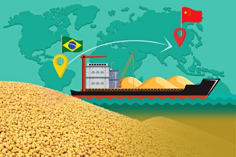 Siết chặt kiểm dịch làm chậm dòng chảy đậu tương Brazil sang Trung Quốc giữa cao điểm