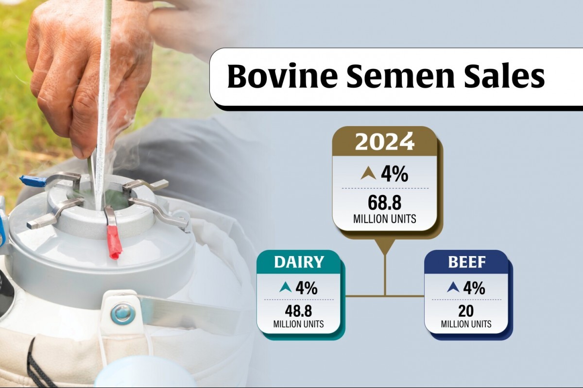 Xuất khẩu tinh bò Hoa Kỳ lập kỷ lục 327 triệu USD dù sản lượng giảm 4%