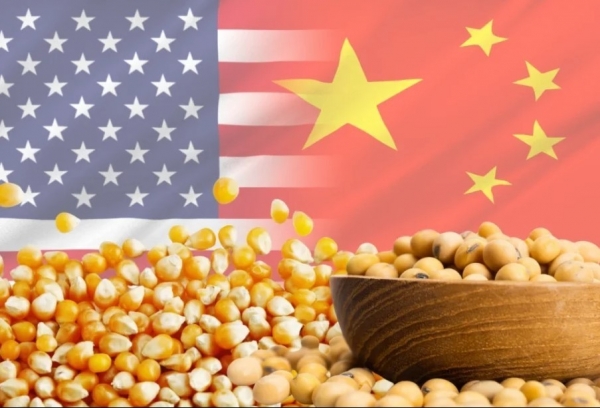 Giá đậu tương Hoa Kỳ giảm kịch sàn do lo ngại đình trệ đàm phán với Trung Quốc