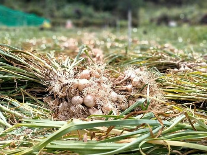 Chi phí tăng, giá giảm: Người trồng tỏi Lý Sơn đối mặt áp lực kép