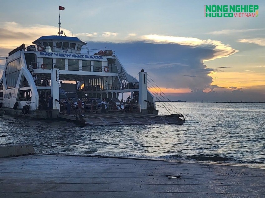 Hải Phòng: Miễn, giảm giá phà Đồng Bài - Cái Viềng cho người dân Cát Hải từ 1/4