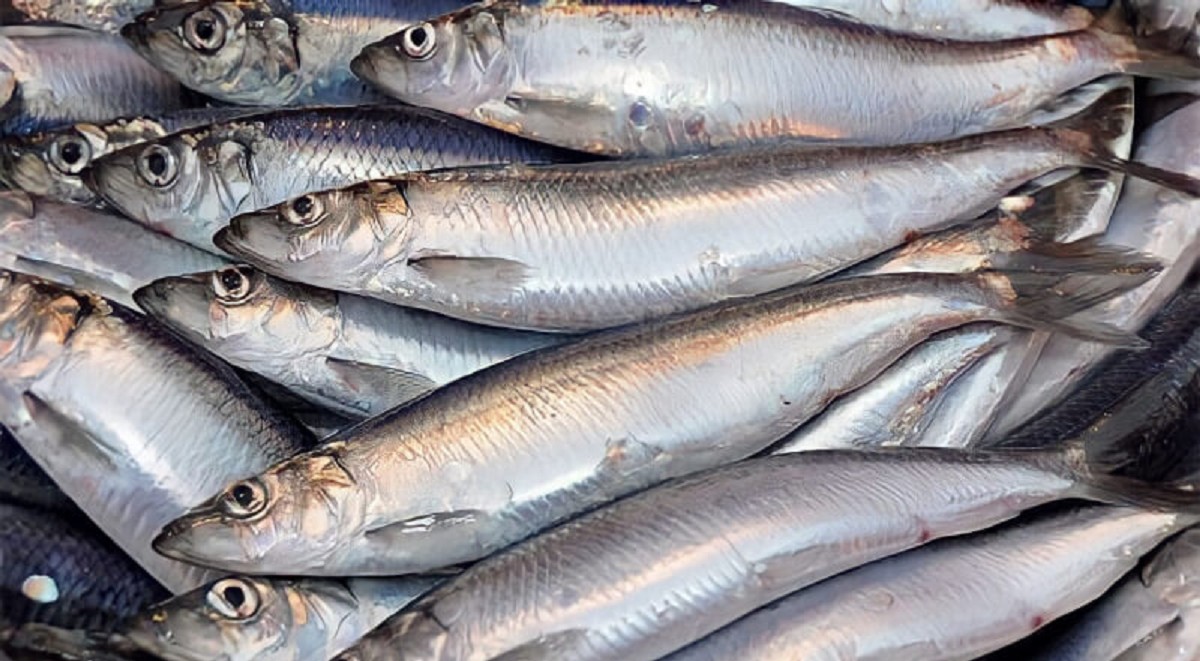 Chuyên gia Mỹ khen loại cá "tốt nhất thế giới", hóa ra ở Việt Nam hễ ra chợ là thấy