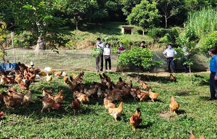 Tầm quan trọng của chăn nuôi hữu cơ trong sản xuất nông nghiệp