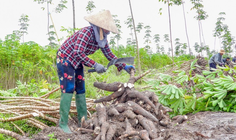 Khuyến khích phát triển vùng nguyên liệu để sản xuất nhiên liệu sinh học