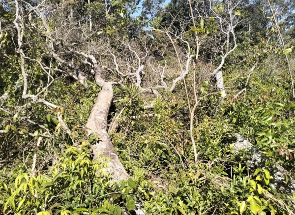 Lâm Đồng: Hạt Kiểm lâm Tuy Đức đề nghị hỗ trợ, điều tra vụ phá rừng trái pháp luật