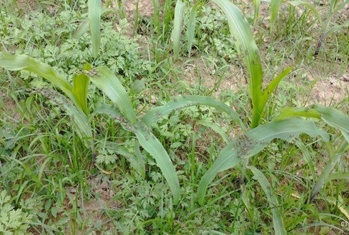 Tập trung chỉ đạo phòng trừ Châu Chấu gây hại cây trồng