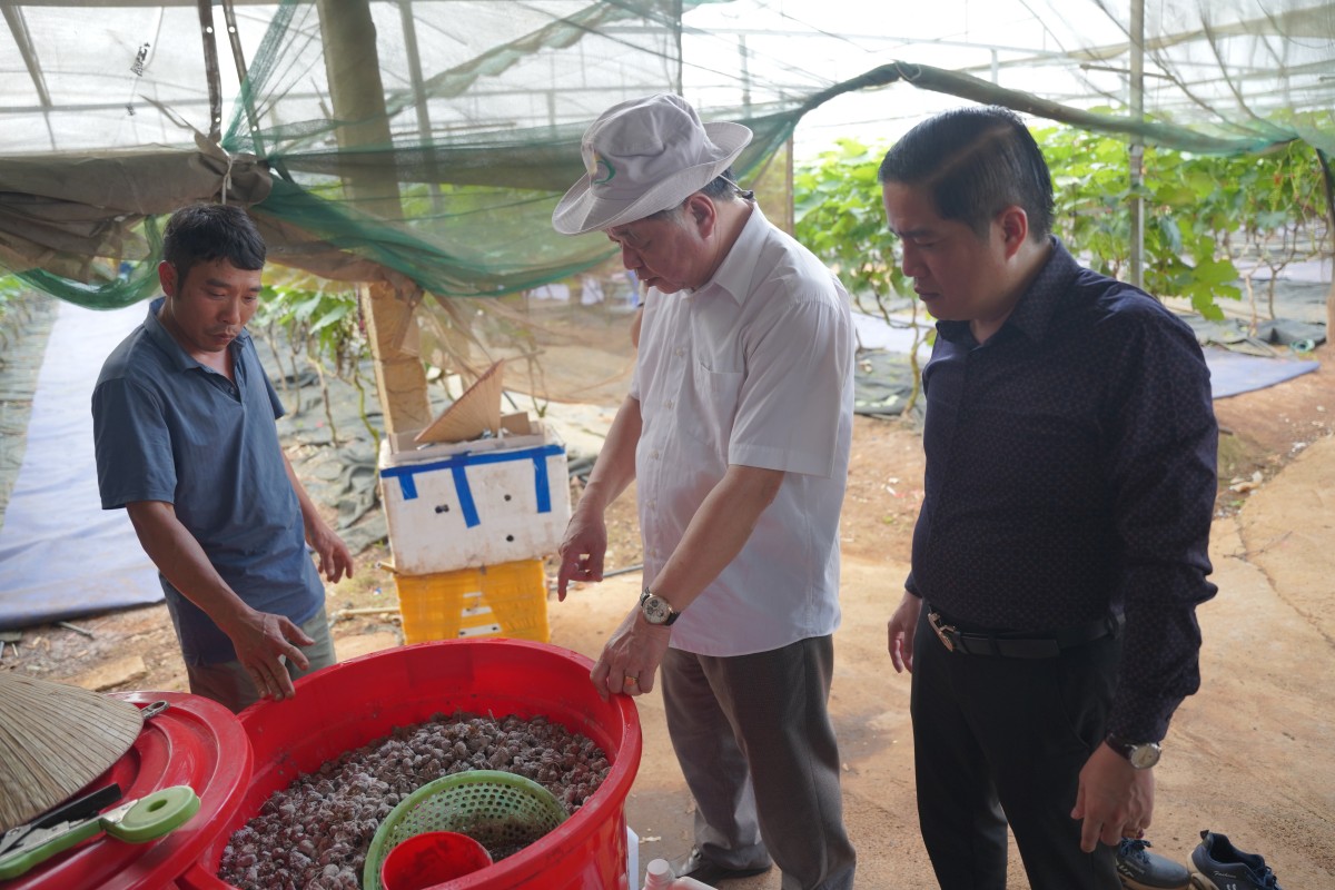 **TSKH Hà Phúc Mịch cùng anh Nguyễn Đình Tuấn kiểm chứng dịch tưới hữu cơ được ủ từ trái cây, trong đó có dâu tây, sử dụng cho vườn nho tại HTX Đoàn Kết.