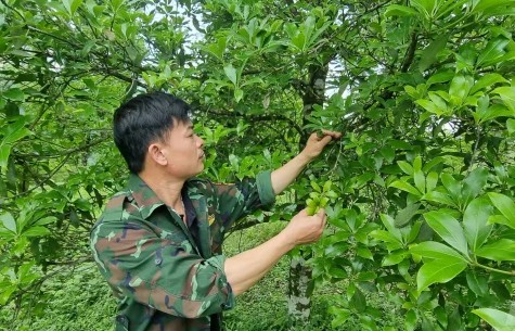 Nhân giống cây Hồi bằng phương pháp chiết ghép