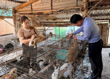Người dân tộc mường Bùi Thị Dược phát triển kinh tế bằng nuôi thỏ