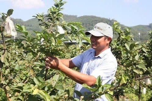 Chuyển đổi cây trồng thích ứng biến đổi khí hậu