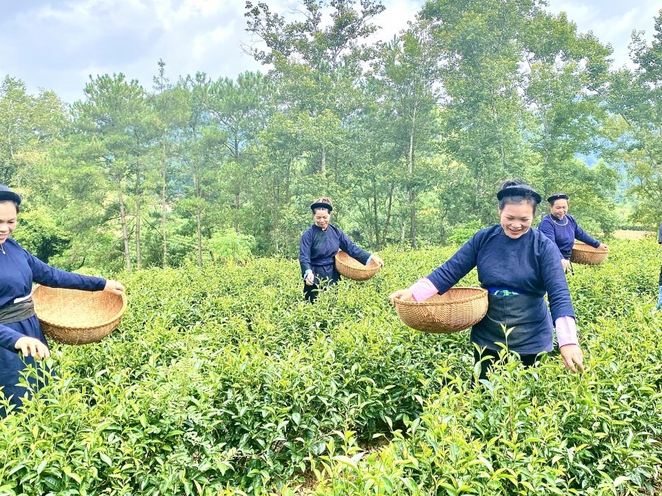 Cao Bằng: Hỗ trợ 3,6 tỷ hỗ trợ nông dân phát triển sản xuất, kinh doanh nông sản, thực phẩm an toàn
