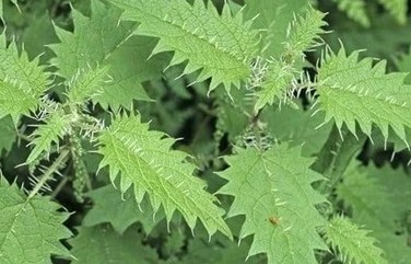 Tác dụng của cây tầm ma đối với sức khỏe và đời sống