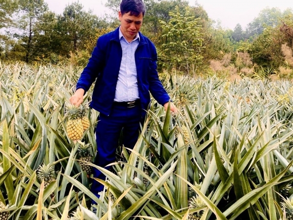 Bạch Đằng ngát thơm mùa dứa chín