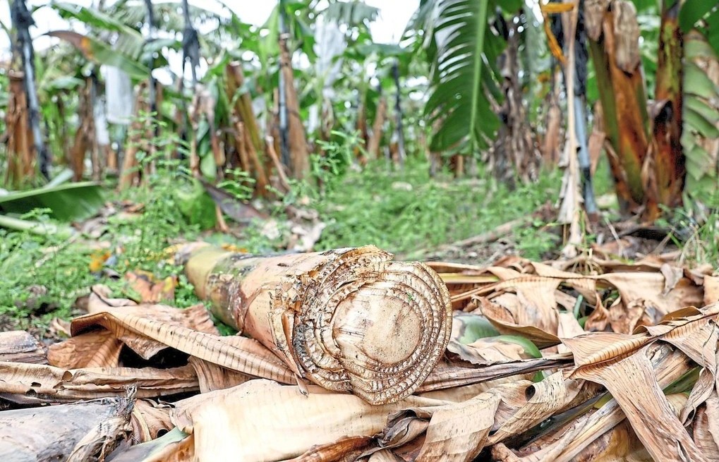 Nghiên cứu xây dựng công thức ủ thân chuối thải loại sau thu hoạch thành phân bón hữu cơ chất lượng cao