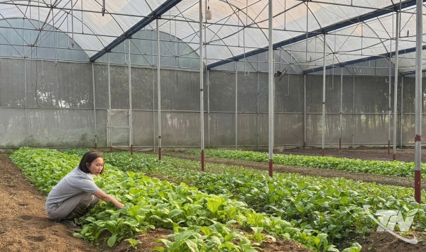 Thái Nguyên: Hơn 320ha cây trồng đạt tiêu chuẩn hữu cơ