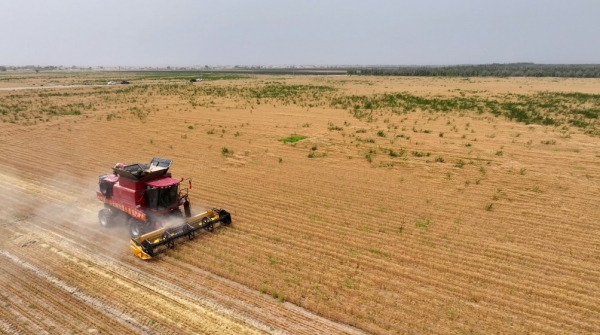 Trung Quốc chứng minh thành công mô hình trồng lúa mì trên sa mạc sau hai năm thử nghiệm