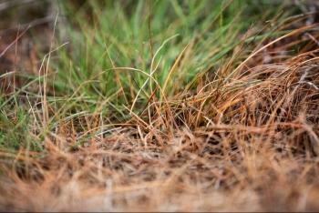 Công nghệ Virestina mở ra bước tiến mới trong kiểm soát cỏ dại kháng thuốc