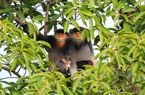 Cận cảnh camera ghi nhận nhiều sự xuất hiện đặc biệt quan trọng tại VQG Bạch Mã