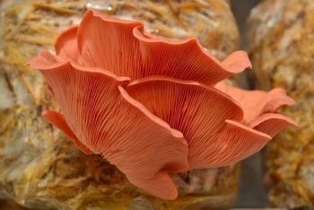 Nấm sò hồng chịu nhiệt: Giải pháp vàng phá vỡ tính mùa vụ trong canh tác nấm