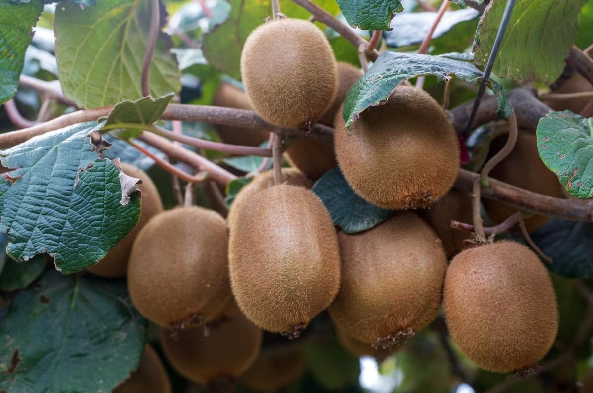 Kiwi: Từ loài cây dại thành trái cây chinh phục thế giới