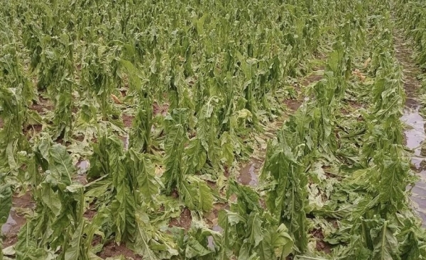 Cao Bằng: Mưa dông kèm lốc và mưa đá gây thiệt hại trên 6,9 tỷ đồng