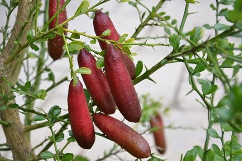 Loại quả từng suýt biến mất nay thành đặc sản xa xỉ