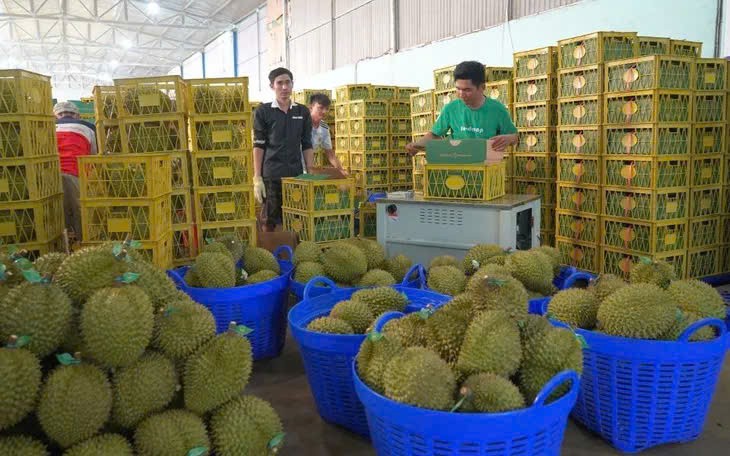 Xuất khẩu rau quả vượt 2 tỷ USD sau 4 tháng, tăng tốc hướng mốc 10 tỷ USD