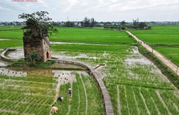 Gạo tím than “Lò gạch cũ” ở Đà Nẵng: Nâng tầm giá trị nông sản