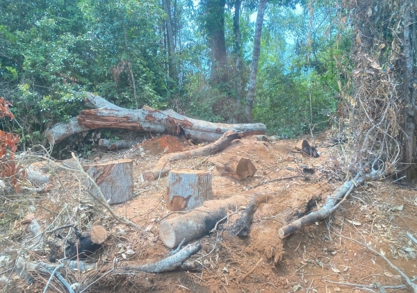 Lâm Đồng: Phát hiện 10 vụ vi phạm Luật Lâm nghiệp có tính chất phức tạp, nổi cộm