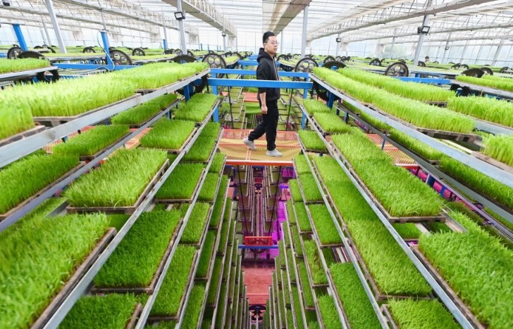 Trung Quốc có thể tạo cú sốc mới với nông nghiệp và chuỗi lương thực toàn cầu