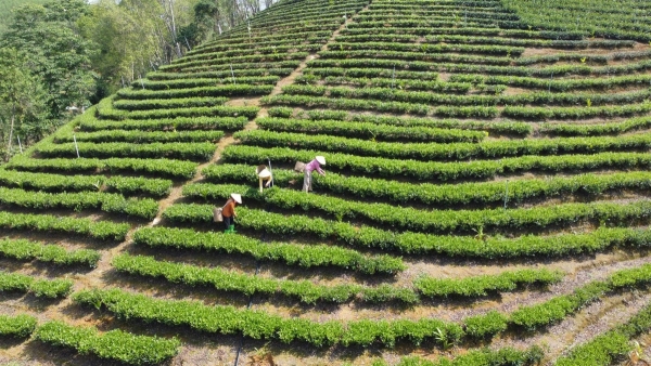 Thương hiệu chè Bình Sơn “vươn mình” từ vùng đất “cằn cỗi”