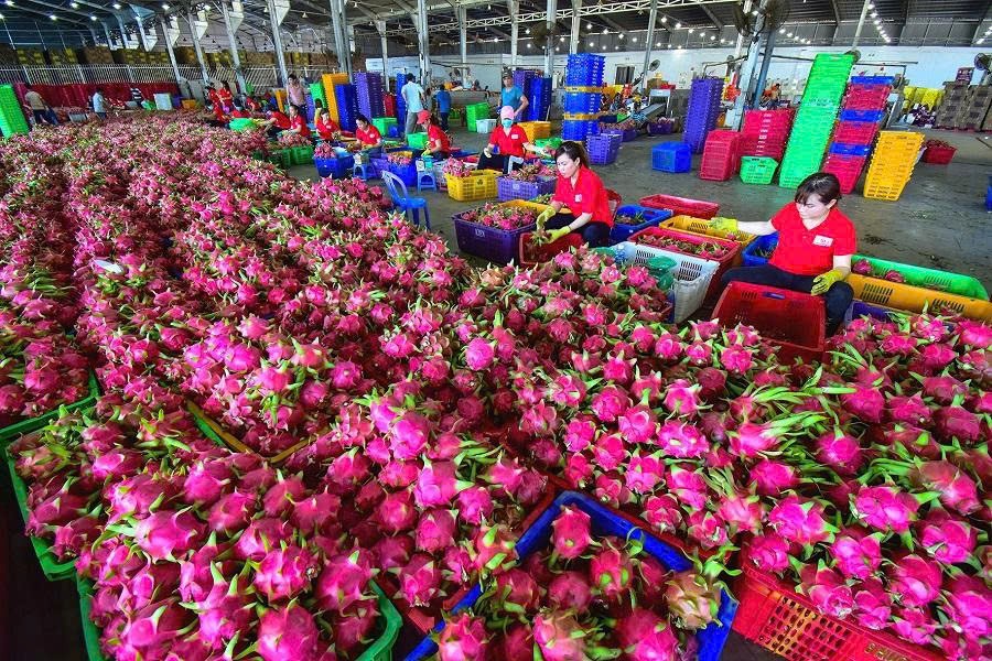 Yêu cầu tuân thủ nghiêm các quy định để thúc đẩy xuất khẩu nông sản