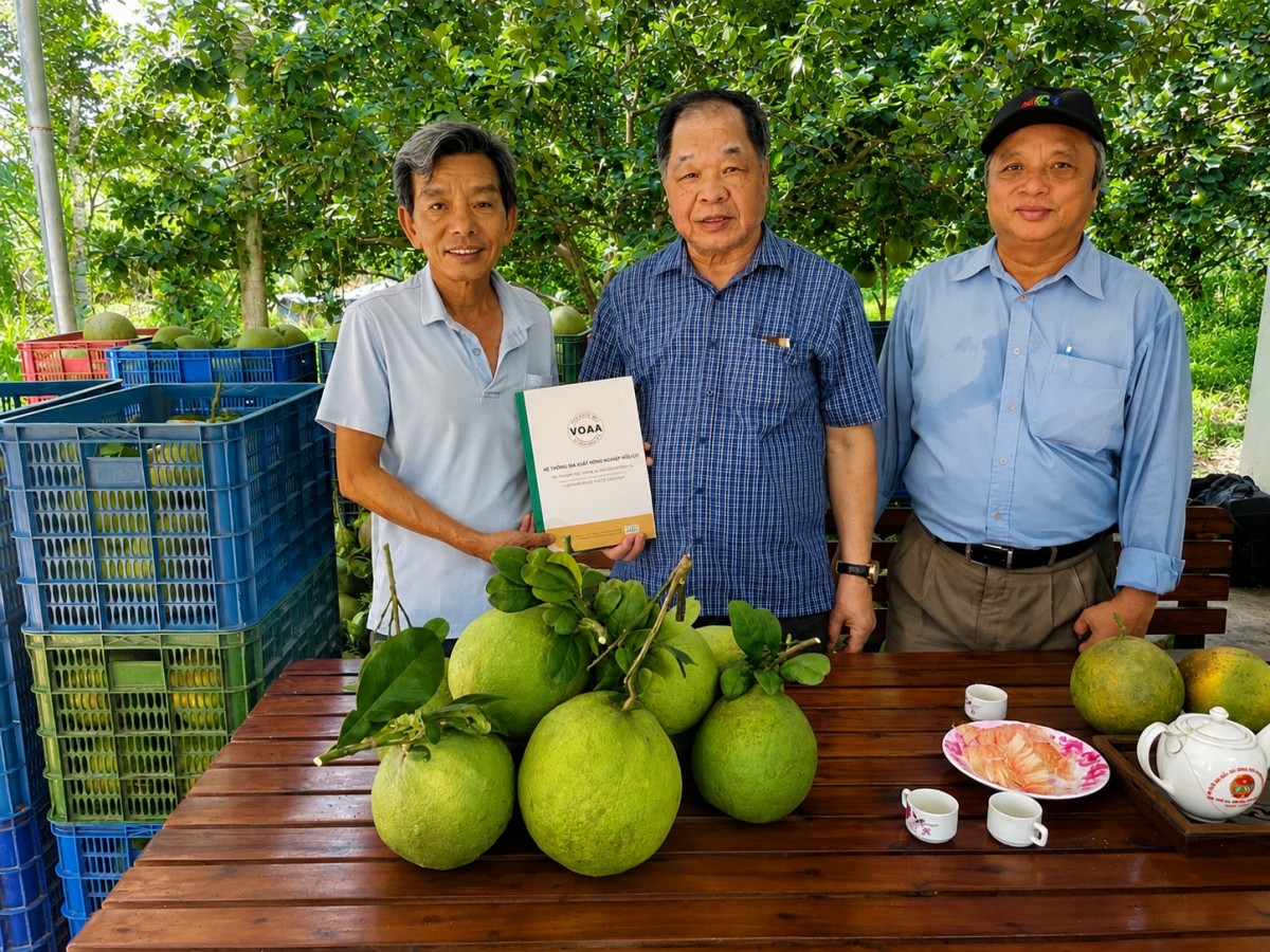 Lão nông giữ “hơi thở” cho đất bằng bưởi hữu cơ