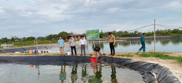 Quảng Trị: Trung tâm Khuyến nông thả 30.000 con giống cá nâu tại xã Bến Hải