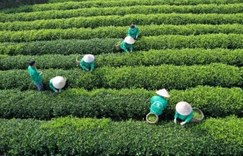Phát triển chè hữu cơ, nâng tầm thương hiệu “Đệ nhất danh trà” Thái Nguyên