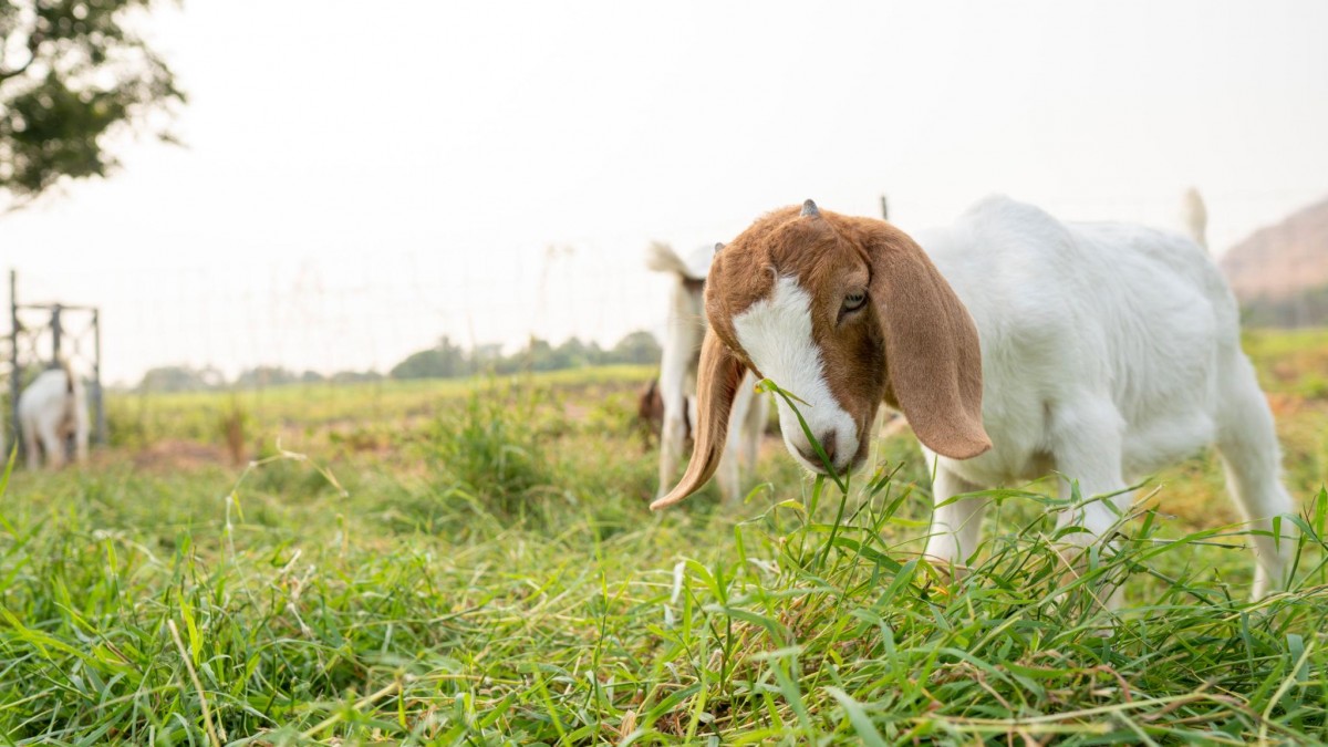 Công nghệ nhân bản vô tính mở hướng mới cho ngành sữa dê Trung Quốc
