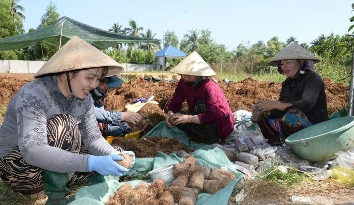 Khi rơm rạ trở thành “vàng nâu” của nhà nông miền Tây