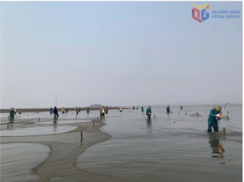 Quảng Ninh: Quản lý chặt chẽ bãi triều, mặt nước nuôi trồng thủy sản