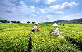 Thái Nguyên thúc đẩy phát triển ngành chè gắn với thương hiệu và chuyển đổi số