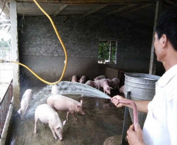 Quảng Ninh: Hướng dẫn phòng chống nắng nóng cho đàn vật nuôi