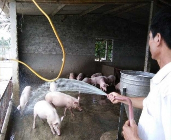 Quảng Ninh: Hướng dẫn phòng chống nắng nóng cho đàn vật nuôi