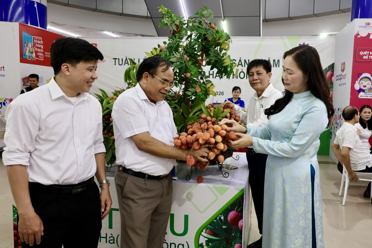 Hơn 300 tấn vải Thanh Hà chính thức "phủ sóng" hệ thống phân phối toàn quốc của Saigon Co.op