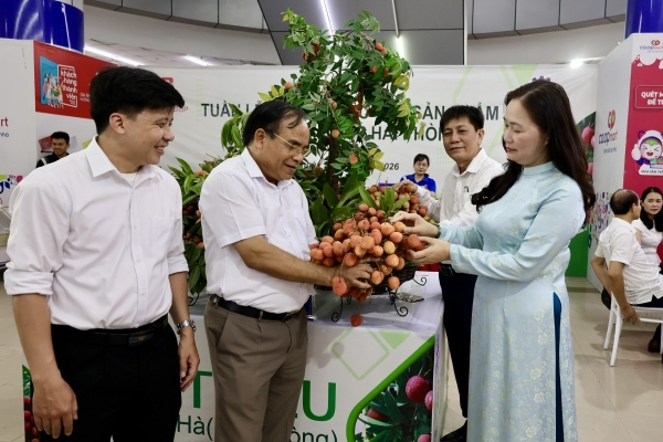 Hơn 300 tấn vải Thanh Hà chính thức "phủ sóng" hệ thống phân phối toàn quốc của Saigon Co.op