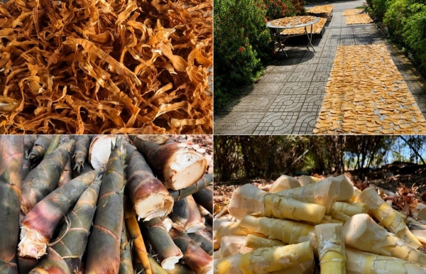 Làm giàu từ măng tre tứ quý hữu cơ giữa đại ngàn Đồng Kho