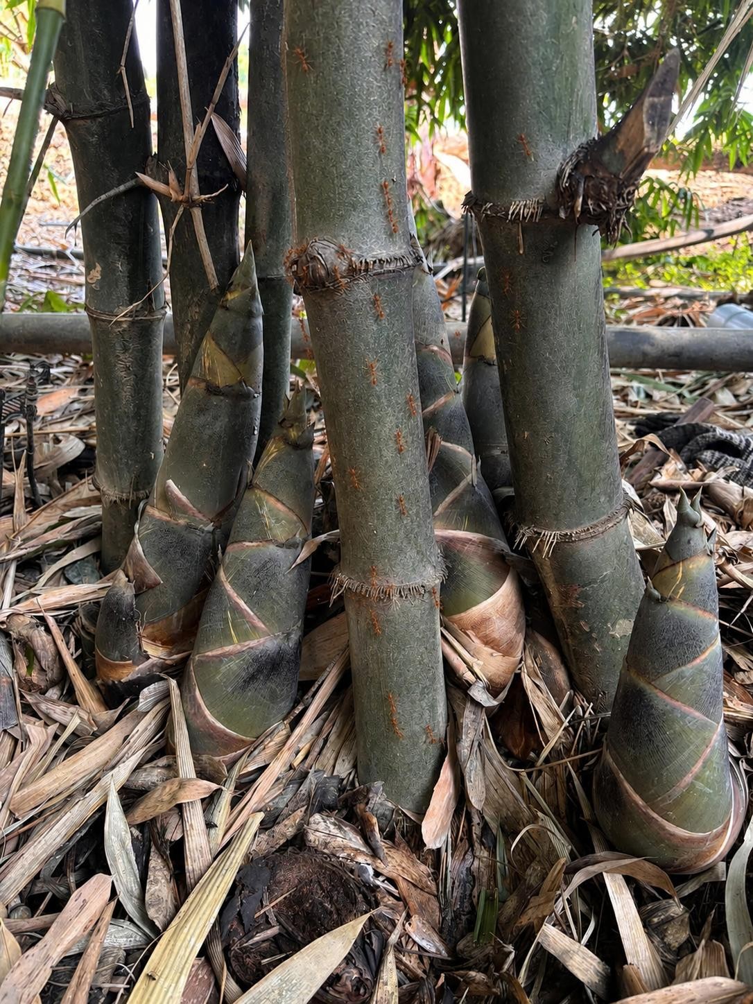 Làm giàu từ măng tre tứ quý hữu cơ giữa đại ngàn Đồng Kho