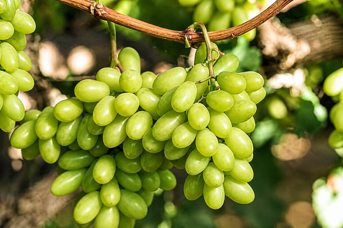 Ai Cập siết chặt kiểm soát xuất khẩu nho, ngăn chặn sản phẩm từ các vườn trồng trái phép